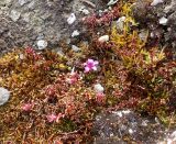 Saxifraga oppositifolia. Отцветающее растение. Красноярский край, северо-восточное побережье п-ова Таймыр, устье р. Эльга, высокоарктическая тундра. 23.08.2016.