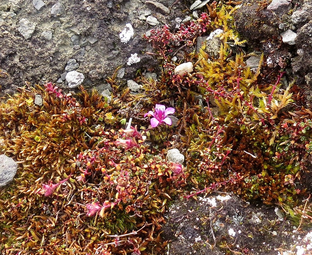 Image of Saxifraga oppositifolia specimen.