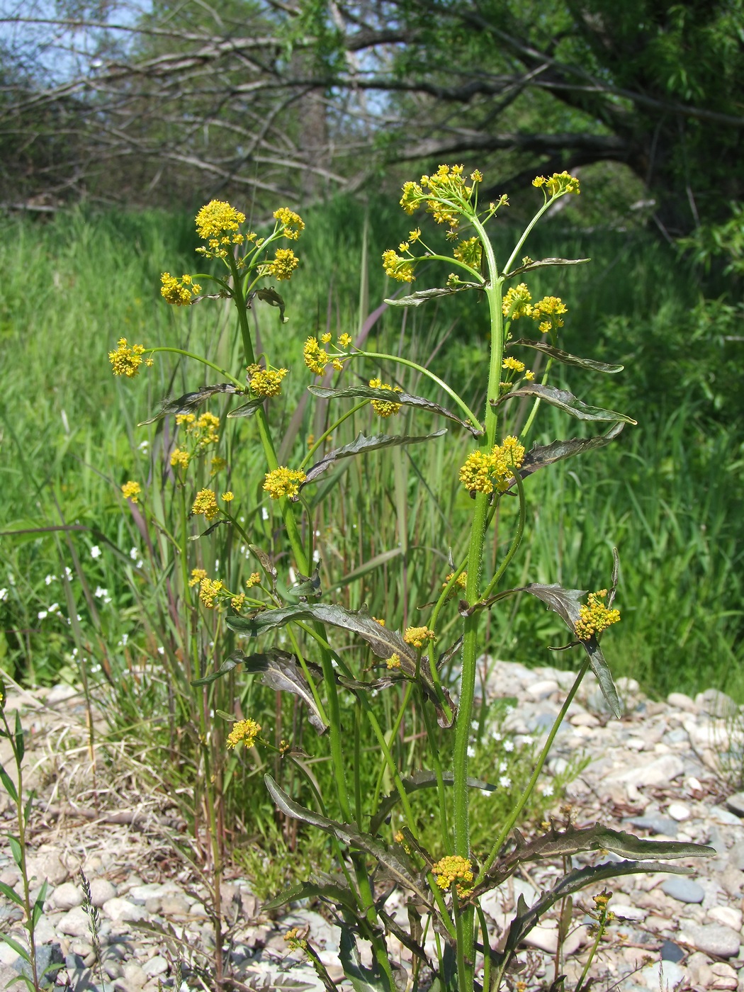 Image of Rorippa barbareifolia specimen.