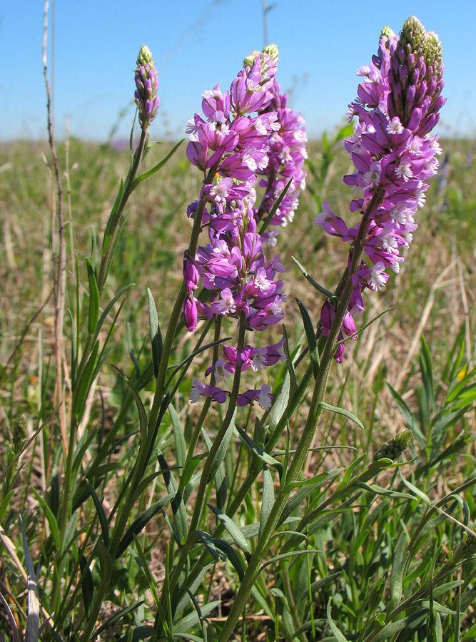 Image of Polygala wolfgangiana specimen.