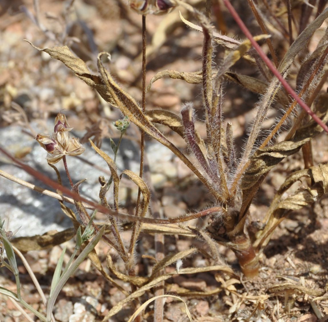 Image of Plantago bellardii ssp. deflexa specimen.