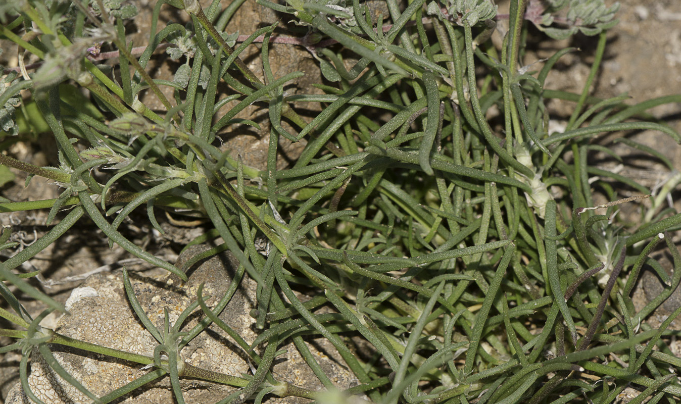 Image of Spergularia fimbriata specimen.