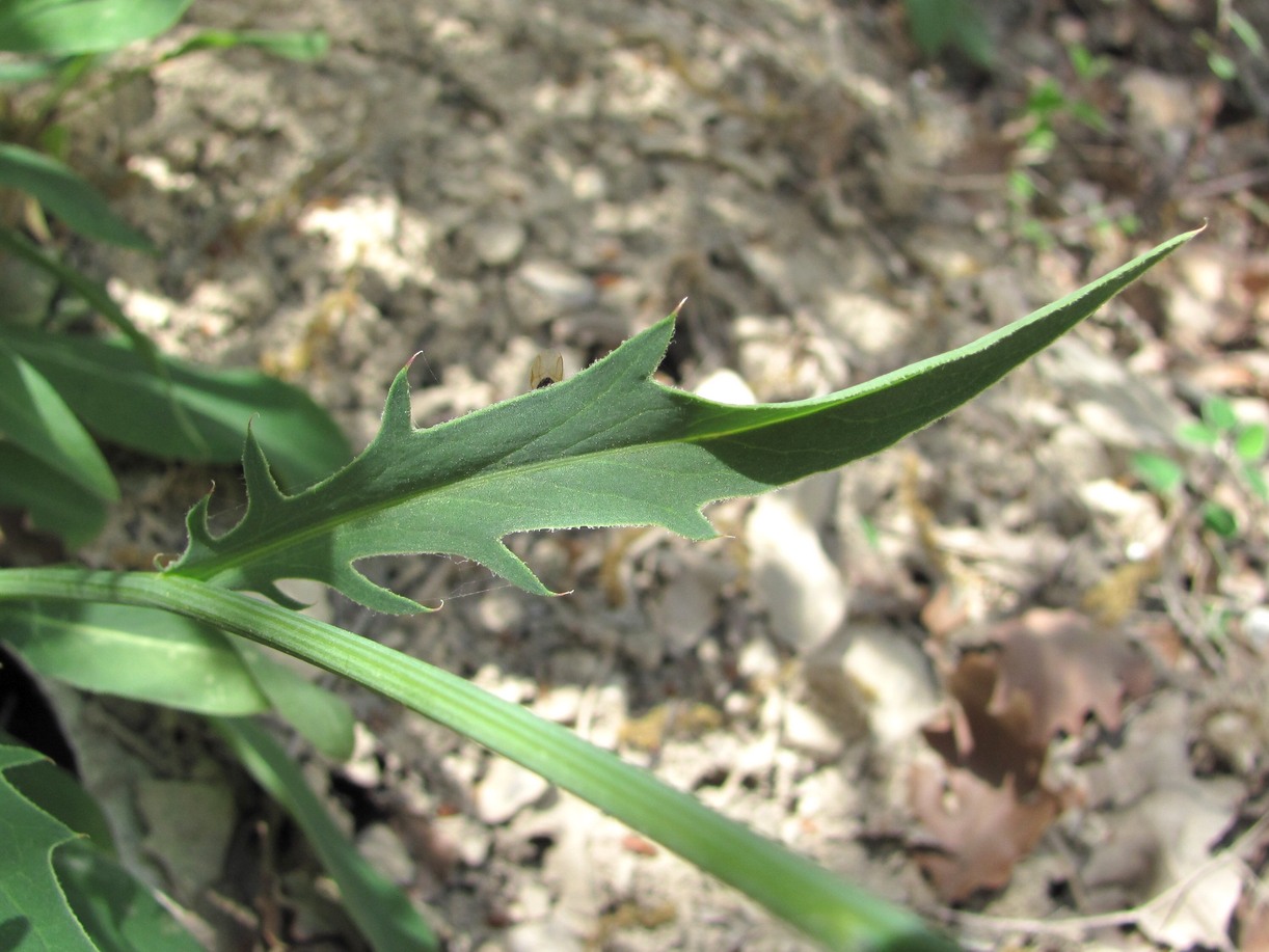 Image of Klasea haussknechtii specimen.