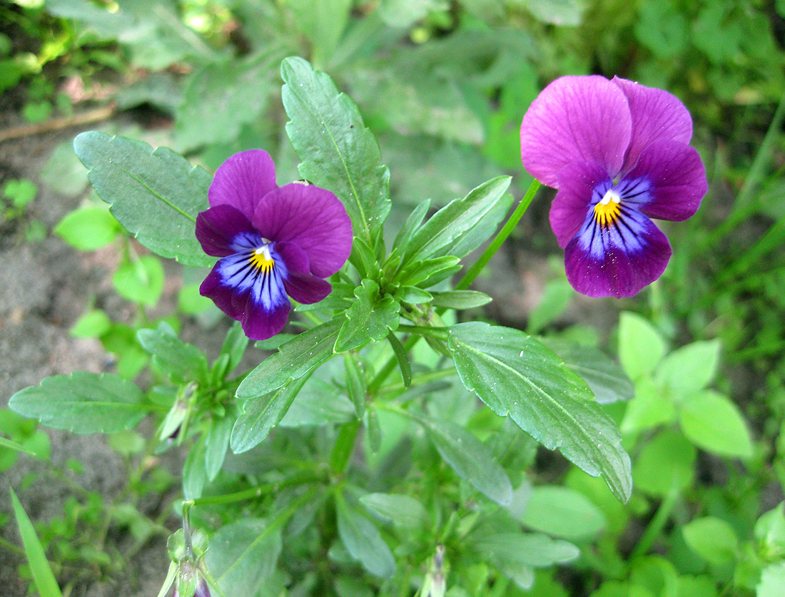 Image of Viola wittrockiana specimen.