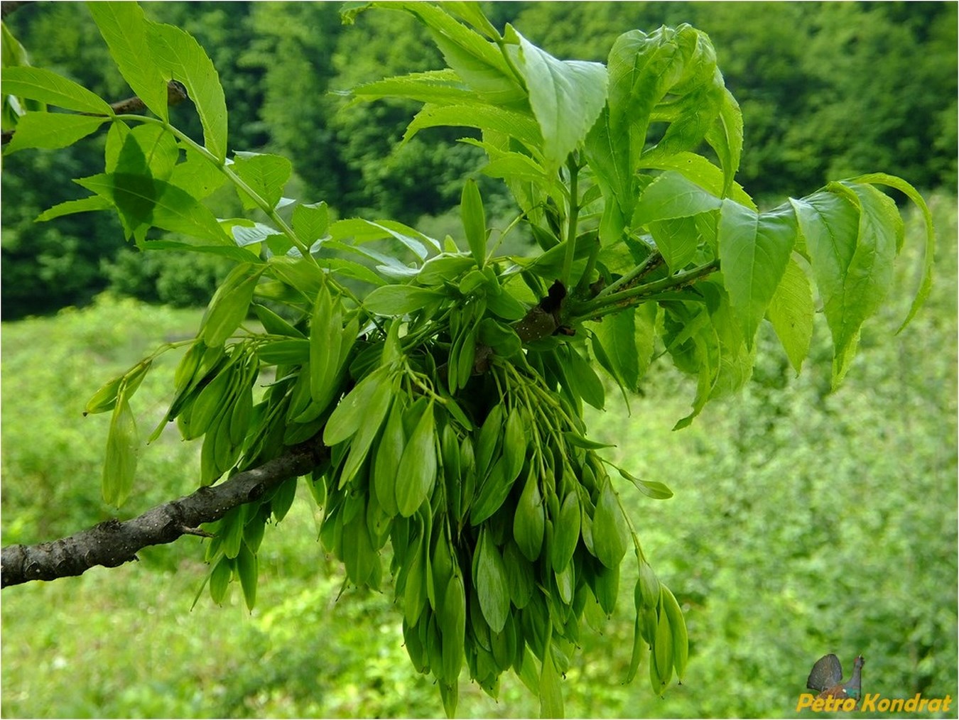 Image of Fraxinus excelsior specimen.