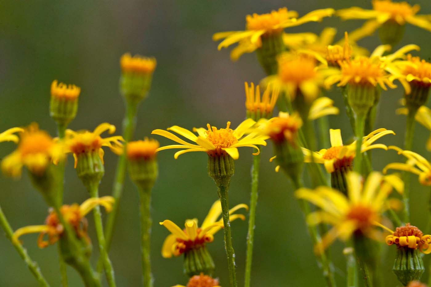 Изображение особи Senecio erucifolius.