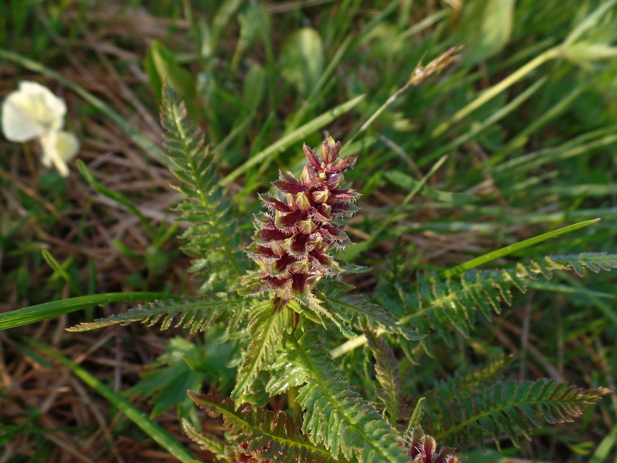 Image of Pedicularis compacta specimen.