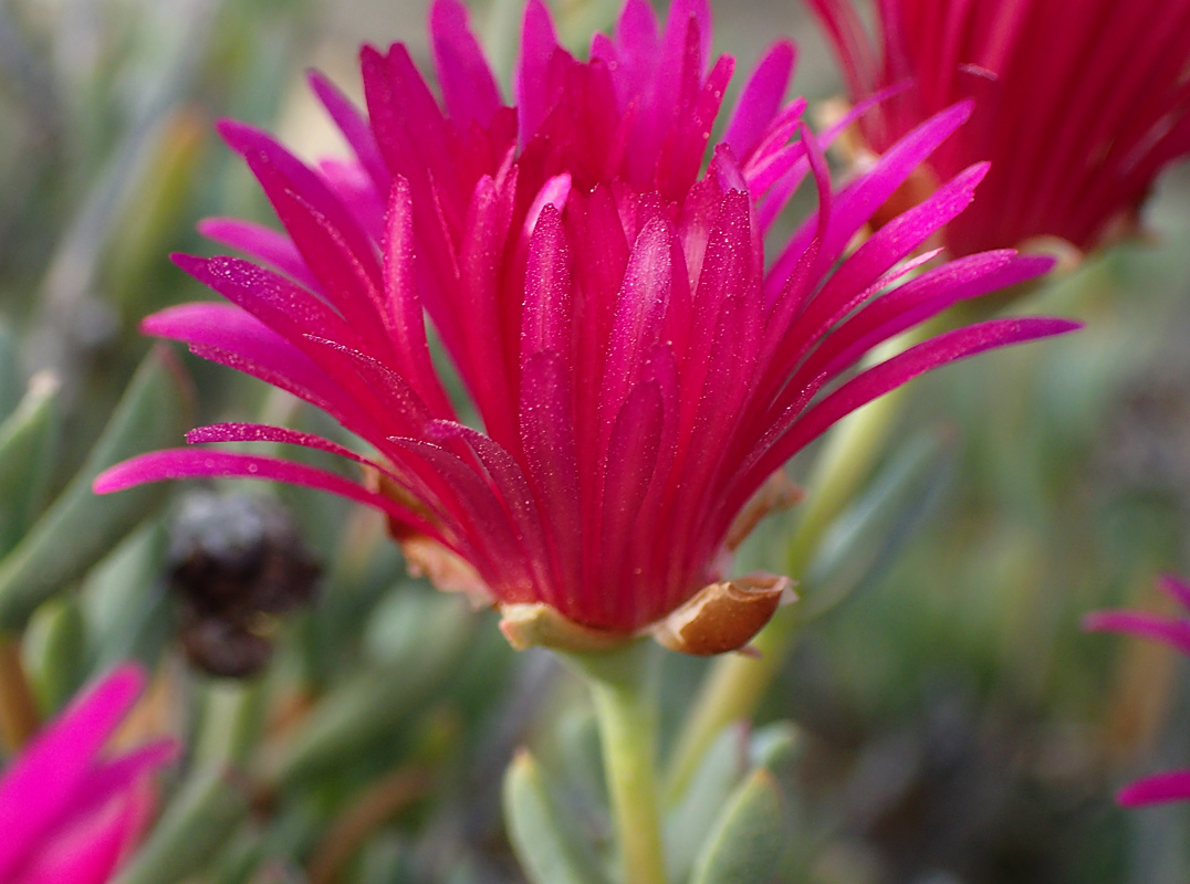 Изображение особи Lampranthus falcatus.