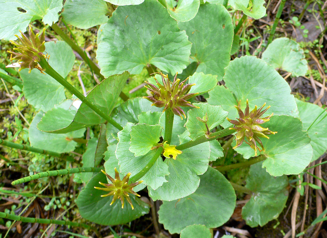 Image of Caltha violacea specimen.