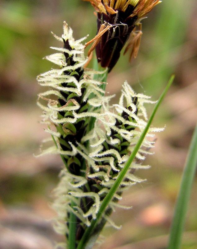 Изображение особи Carex nigra.