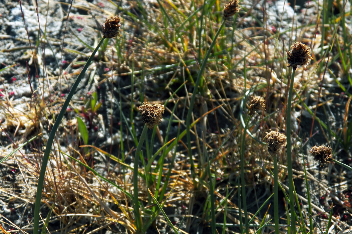 Image of genus Carex specimen.