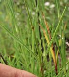 Dianthus pseudoserotinus. Узел генеративного побега. Украина, Тернопольская обл., Кременецкий р-н, национальный парк \"Кременецкие горы\", луговое сообщество на выходах известняков. 26 июня 2010 г.