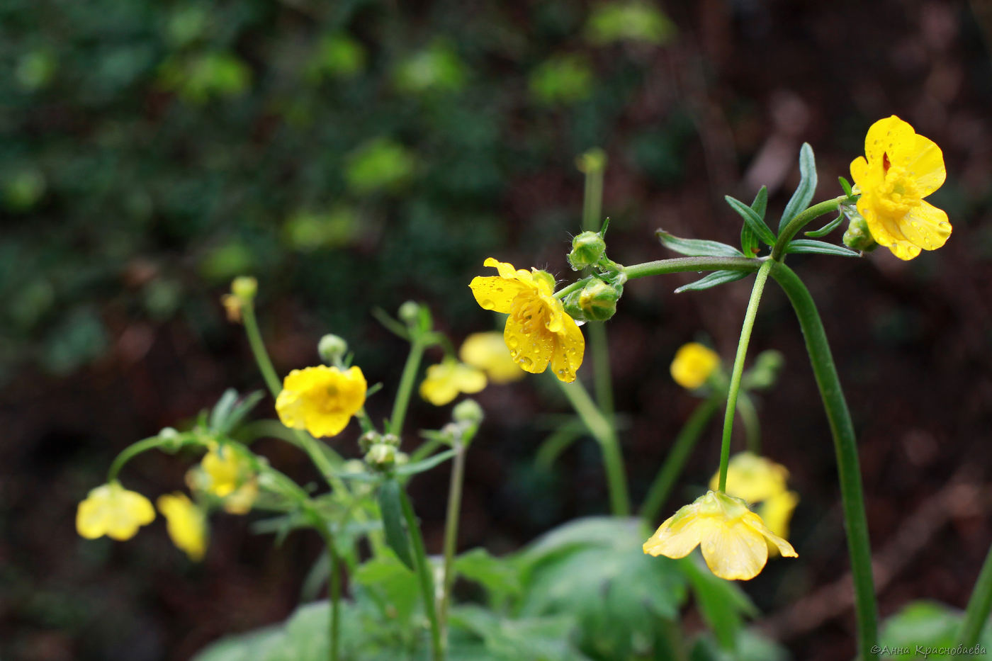 Image of Ranunculus grandiflorus specimen.