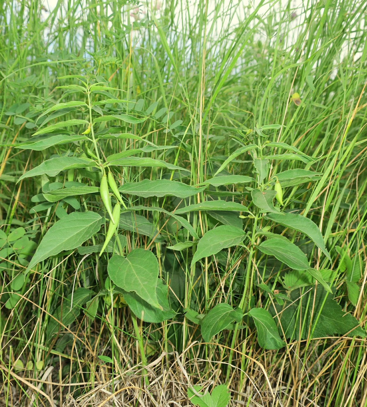 Image of Vincetoxicum fuscatum specimen.