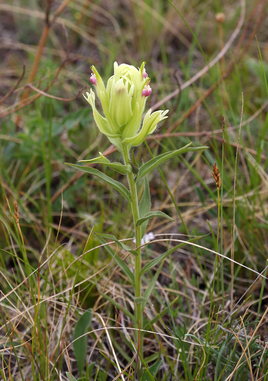 Image of Castilleja pallida specimen.