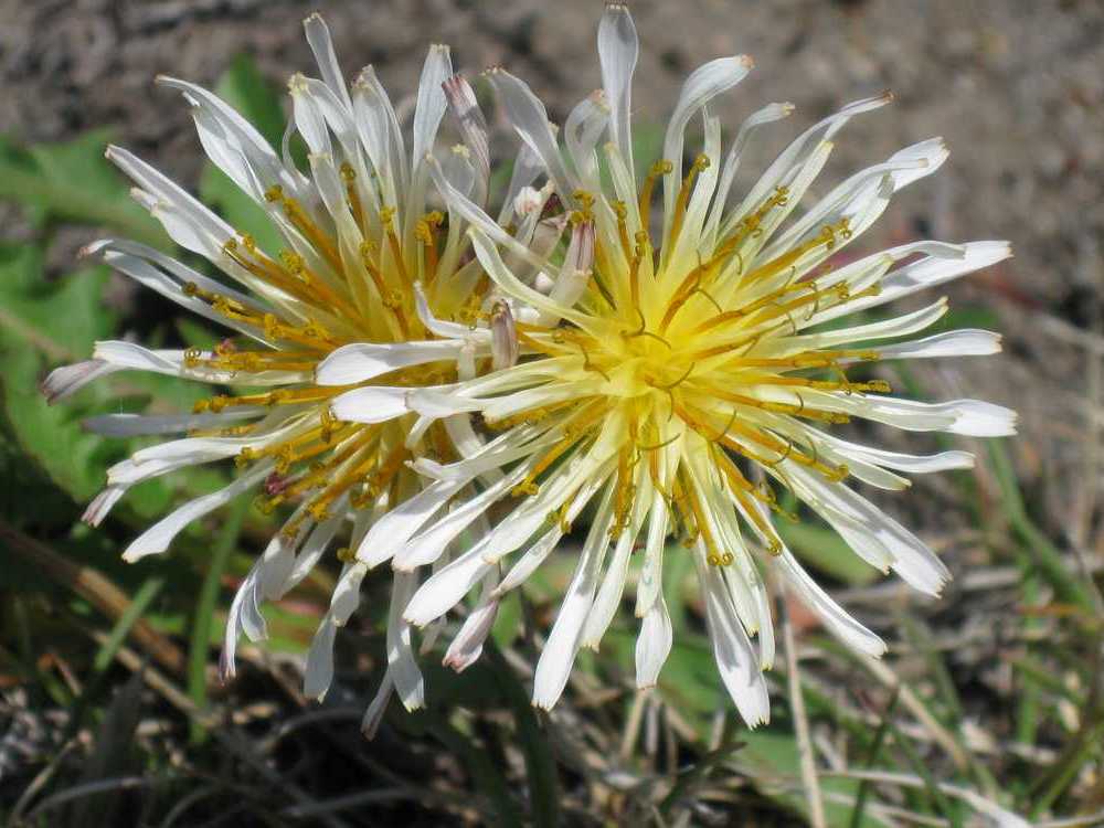 Изображение особи Taraxacum albescens.