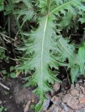 Cirsium elbrusense. Лист. Кабардино-Балкария, Эльбрусский р-н, окр. г. Тырныауз, ок. 1400 м н.у.м., у ручья близ скал. 05.07.2019.