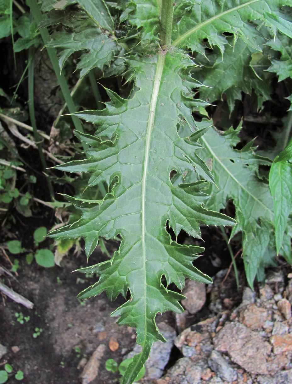 Image of Cirsium elbrusense specimen.