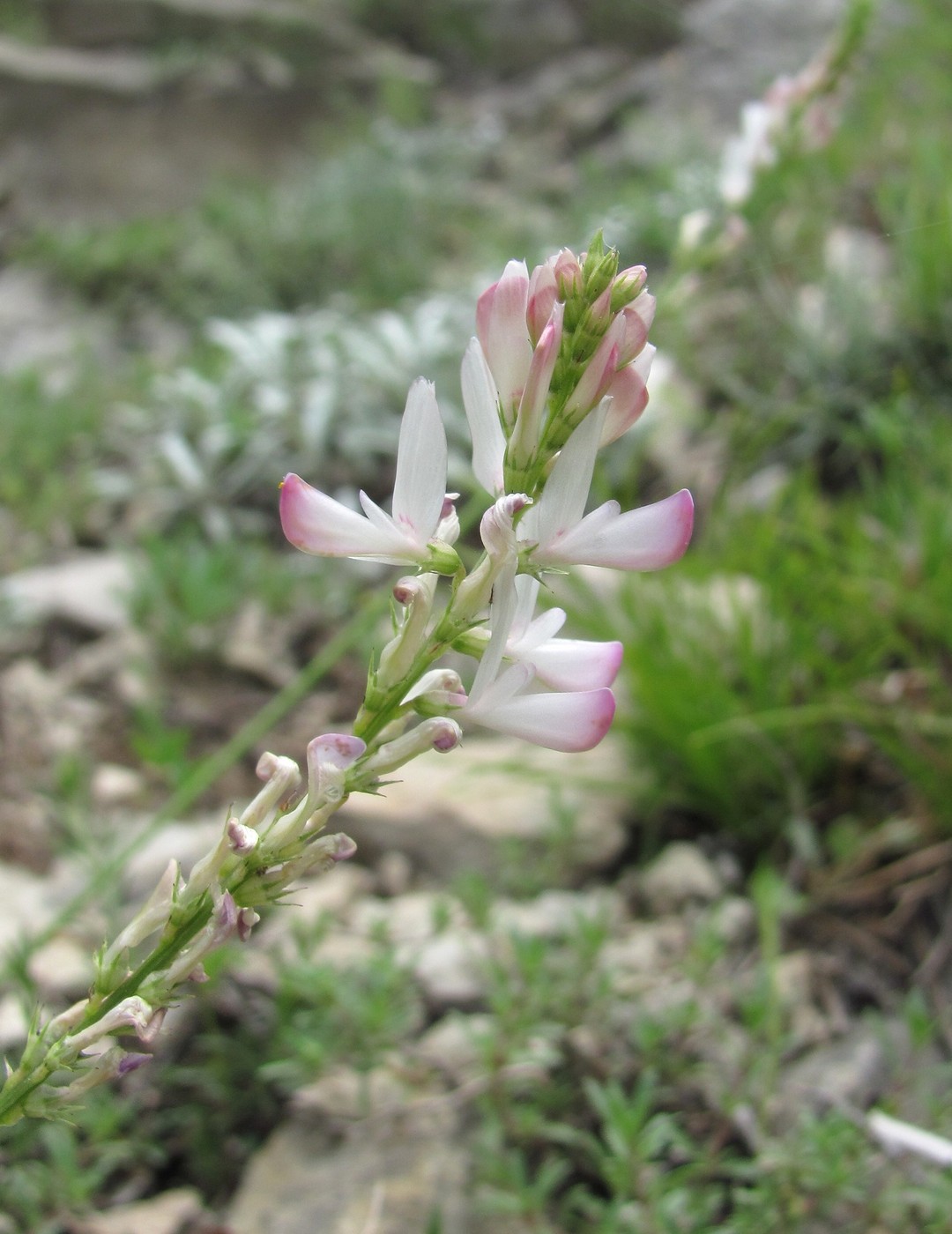 Изображение особи Onobrychis petraea.