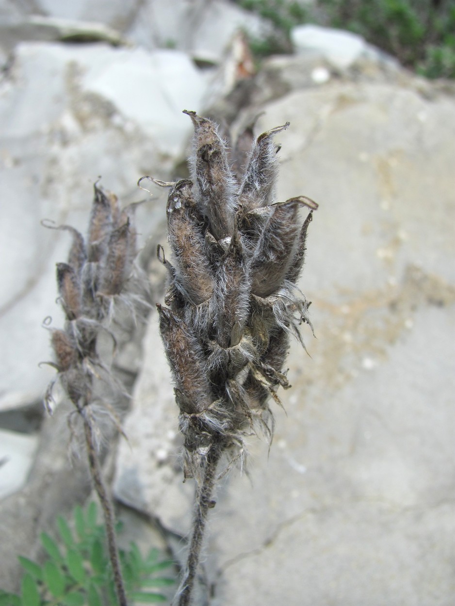 Image of Oxytropis pilosa specimen.