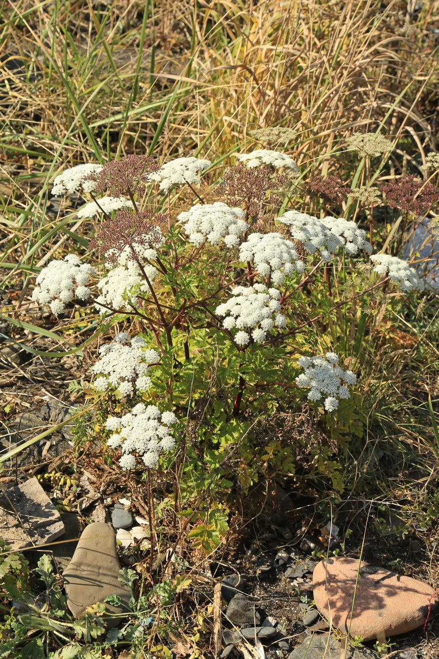 Изображение особи Kitagawia terebinthacea.