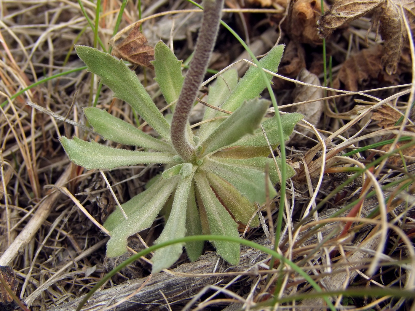 Image of Draba hirta specimen.