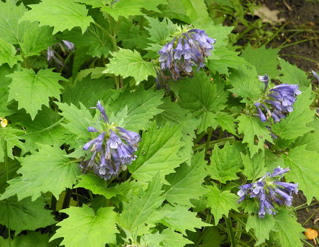 Image of Ajuga incisa specimen.