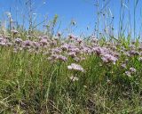 Allium oliganthum