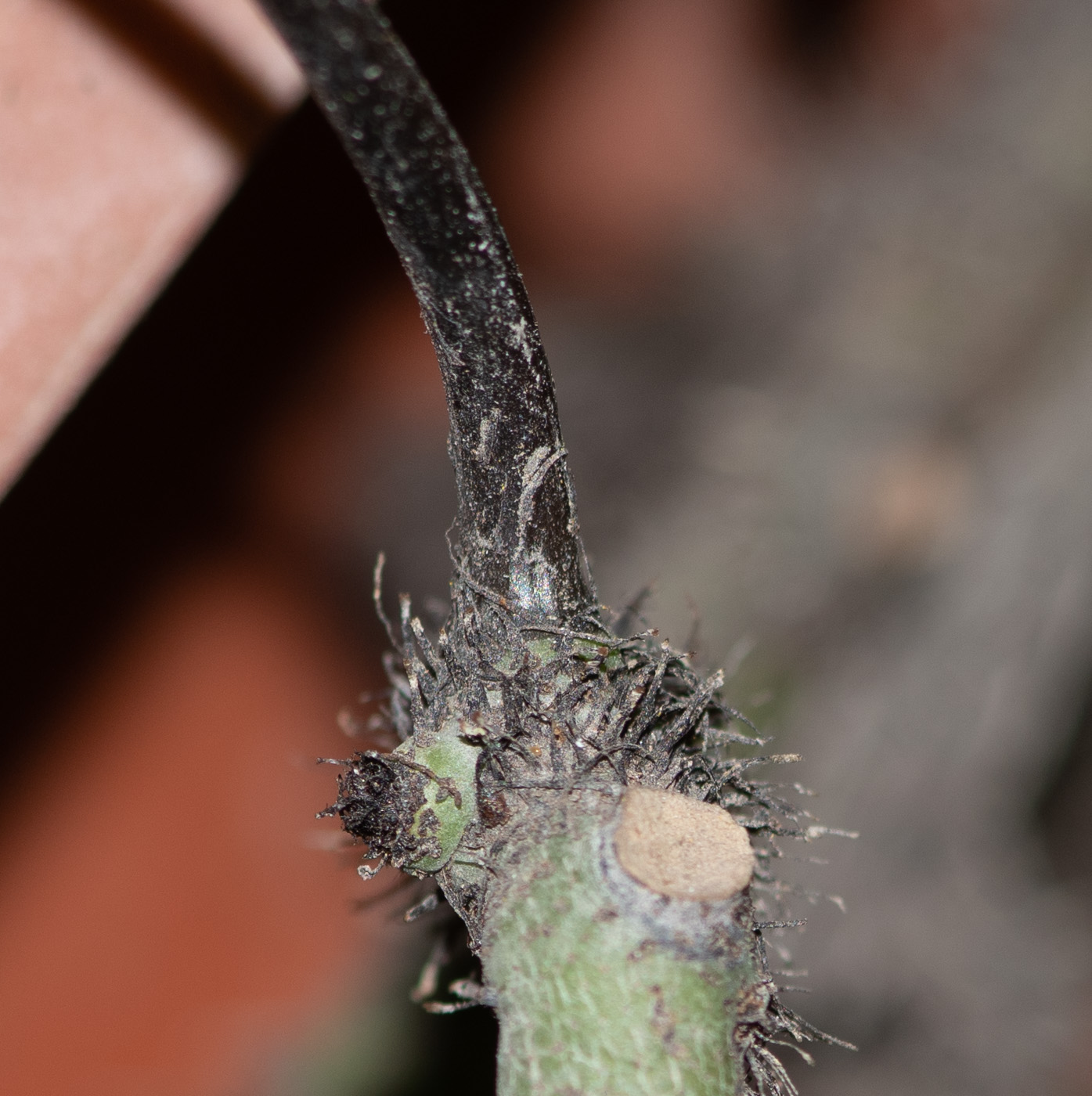 Image of familia Polypodiaceae specimen.