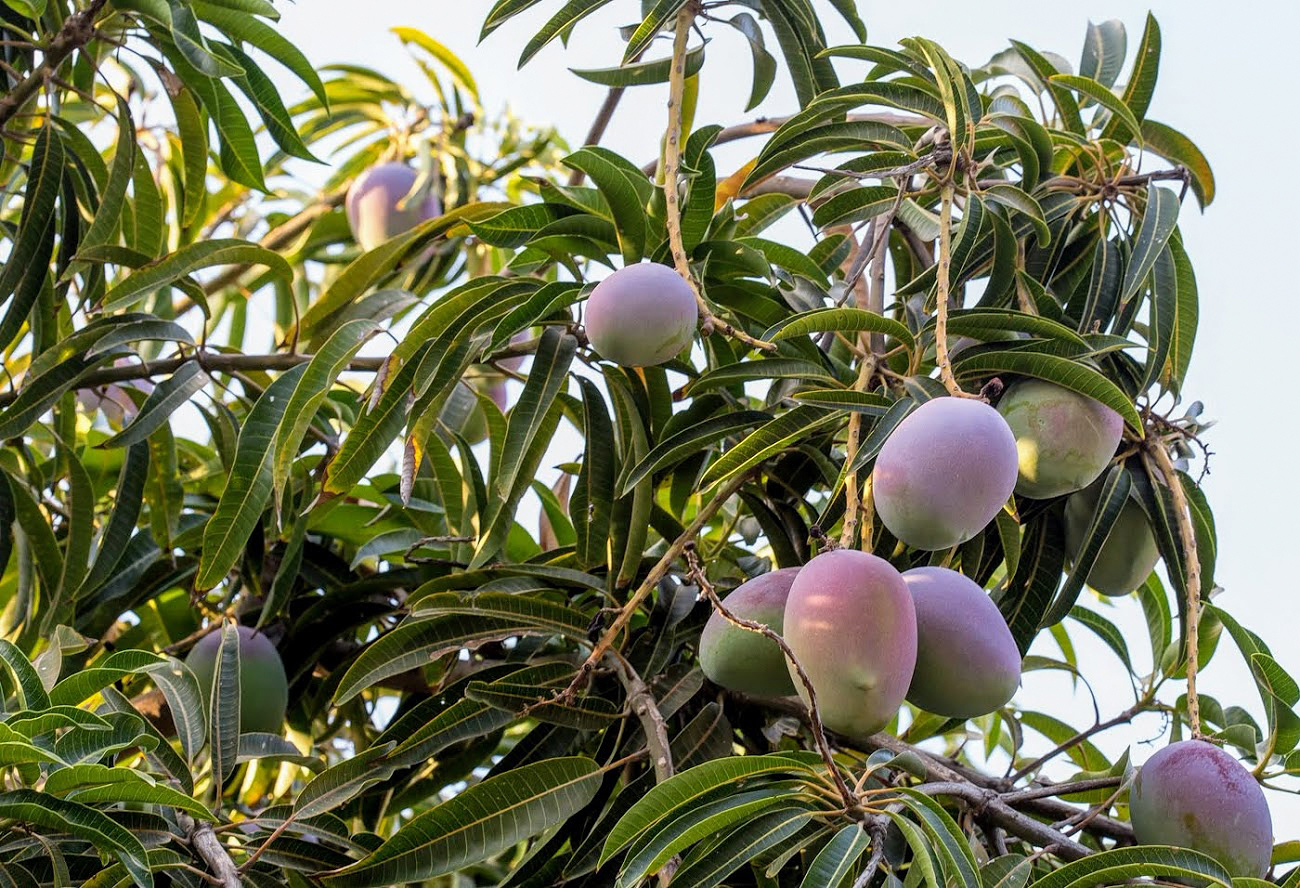 Image of Mangifera indica  specimen.