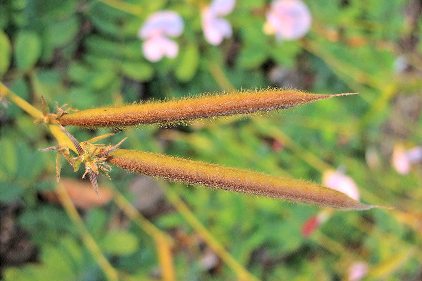 Изображение особи Tephrosia spicata.