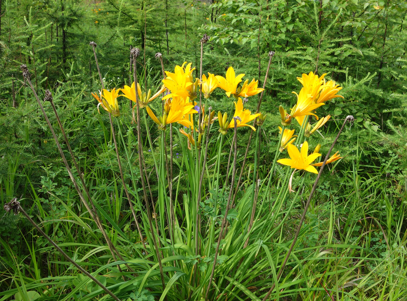 Image of Hemerocallis middendorffii specimen.