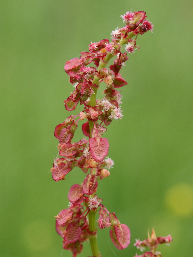 Image of Rumex acetosa specimen.