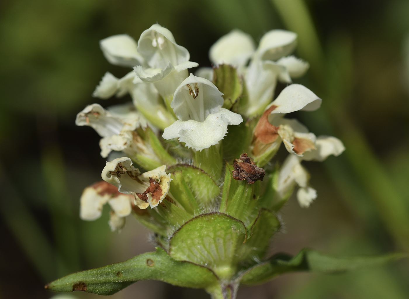 Image of Prunella laciniata specimen.