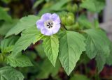 Nicandra physalodes