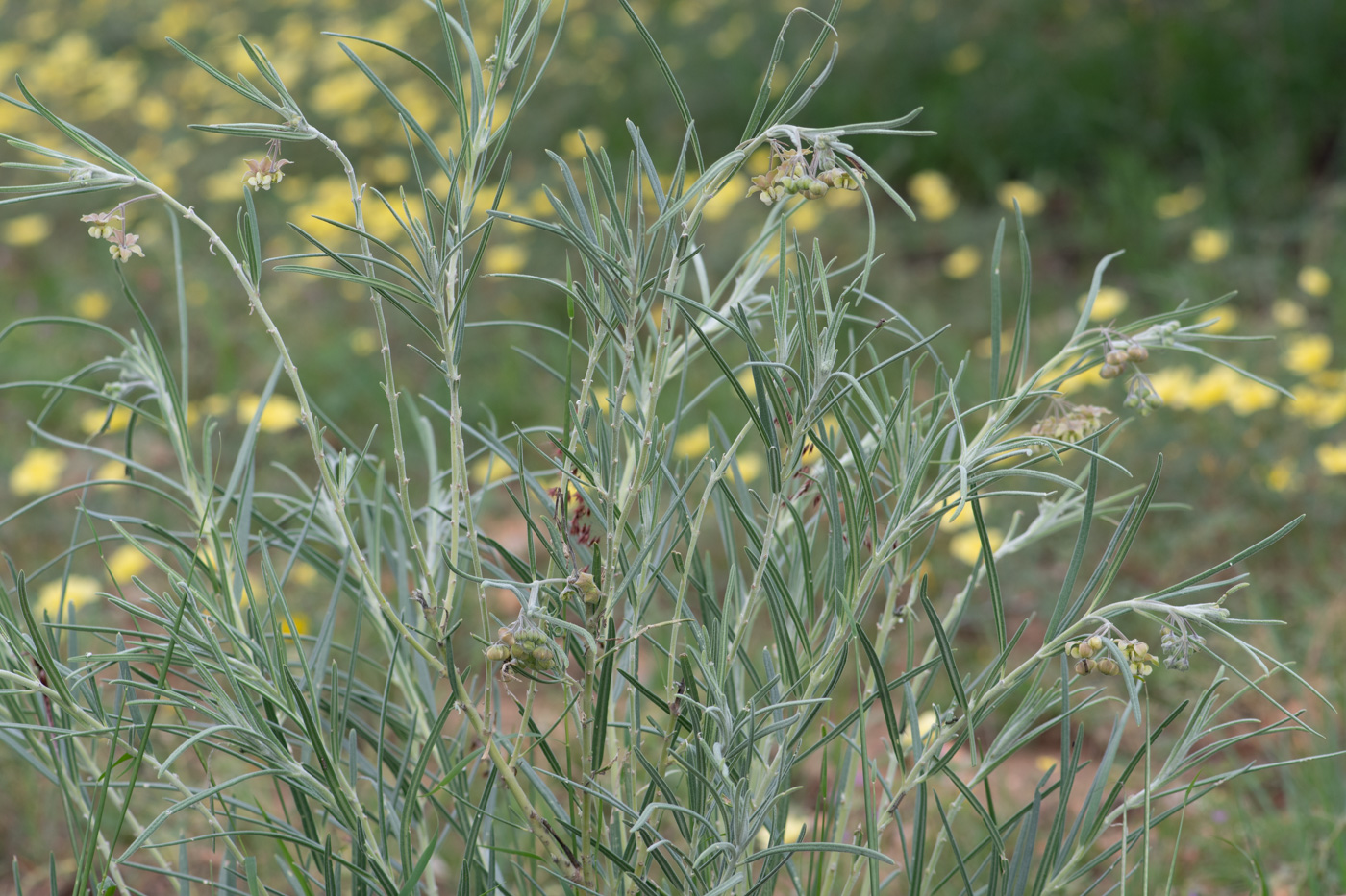 Image of Gomphocarpus tomentosus specimen.