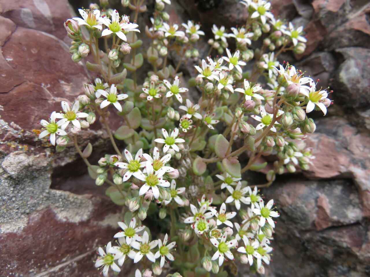 Изображение особи Sedum dasyphyllum.