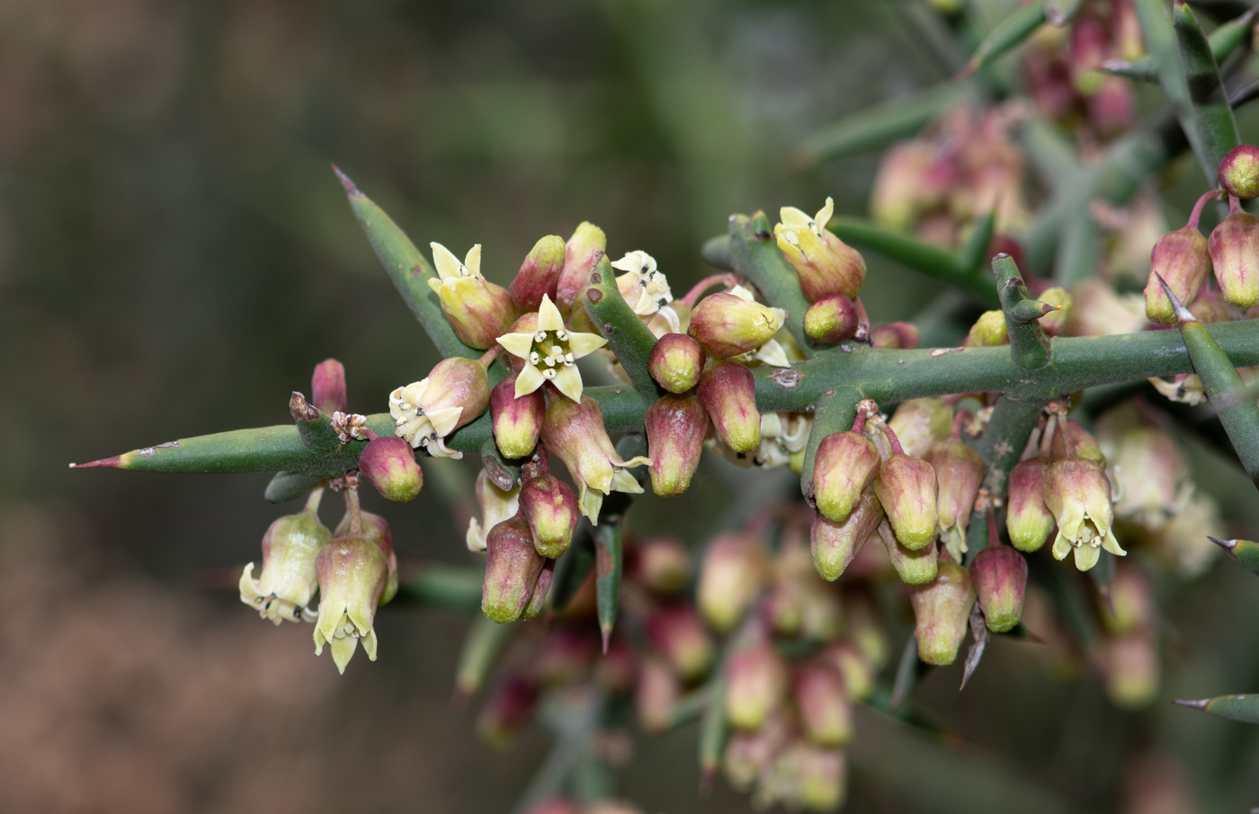 Изображение особи Colletia spinosissima.