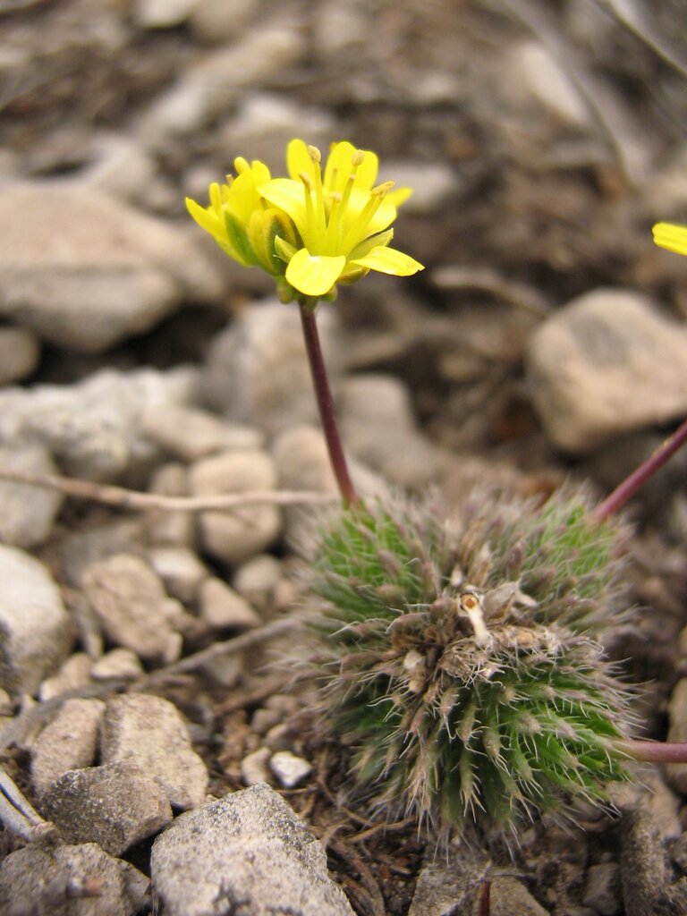 Image of Draba lasiocarpa specimen.