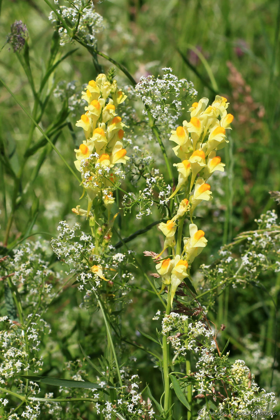 Image of Linaria vulgaris specimen.