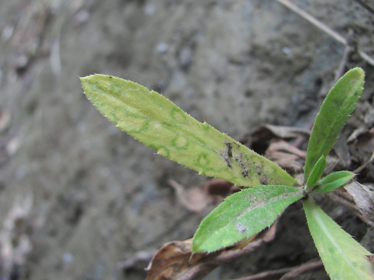 Image of Cirsium setosum specimen.