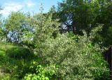 View full-size image Shepherdia argentea