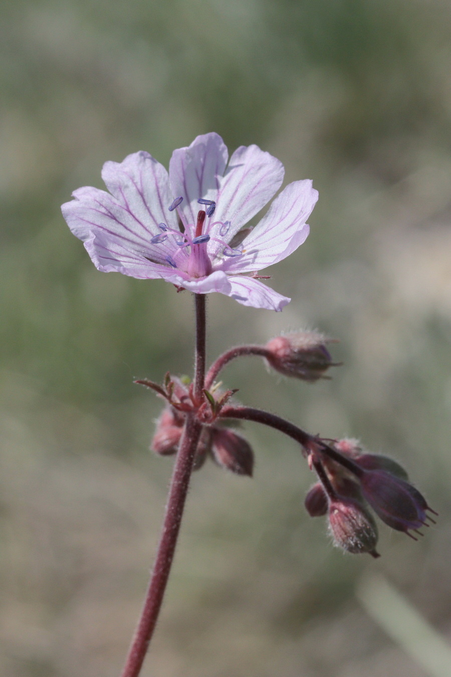 Image of Geranium macrostylum specimen.