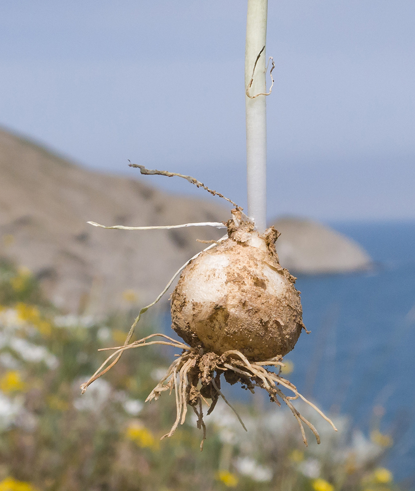 Изображение особи Ornithogalum navaschinii.