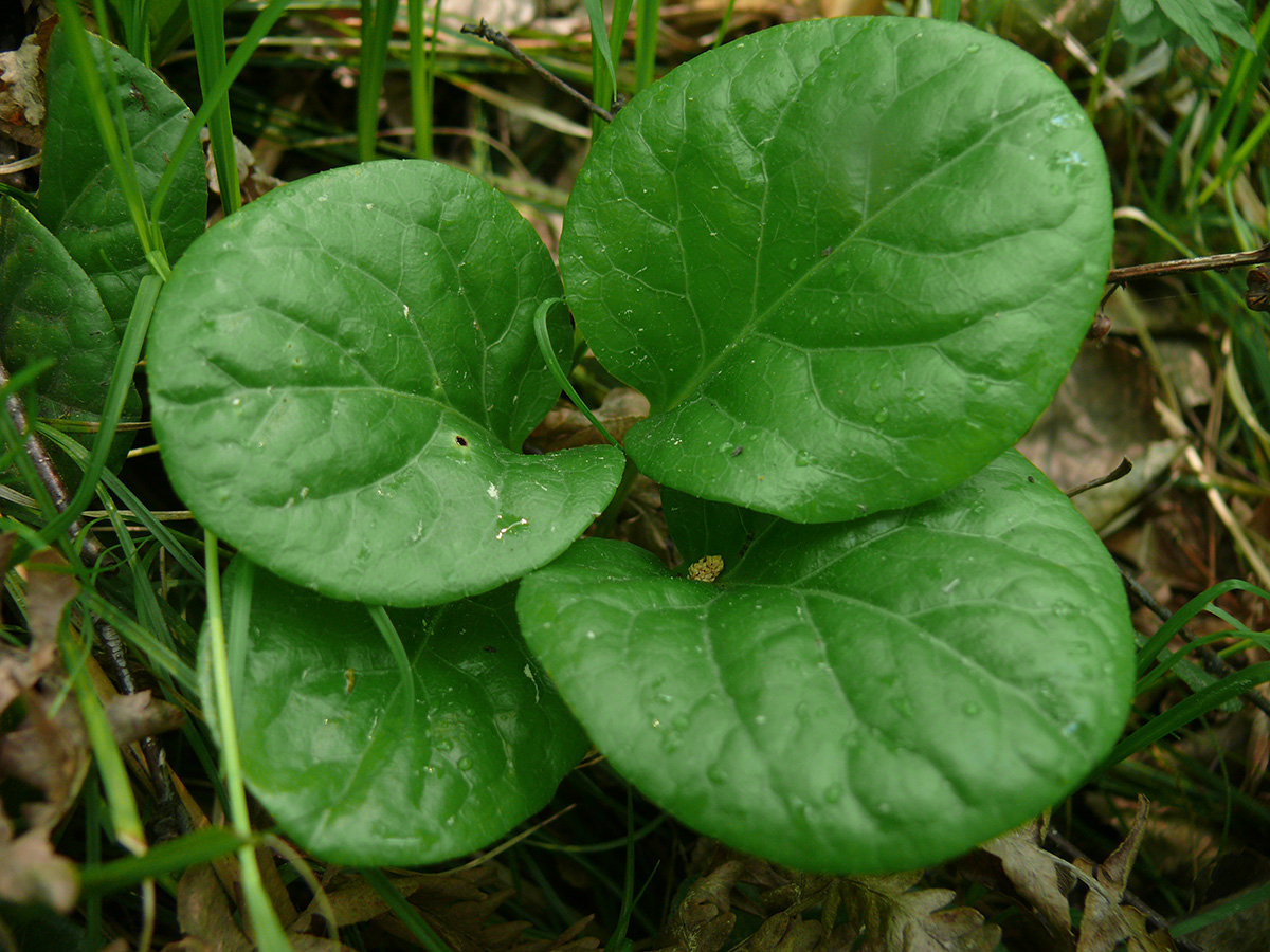 Image of Pyrola incarnata specimen.