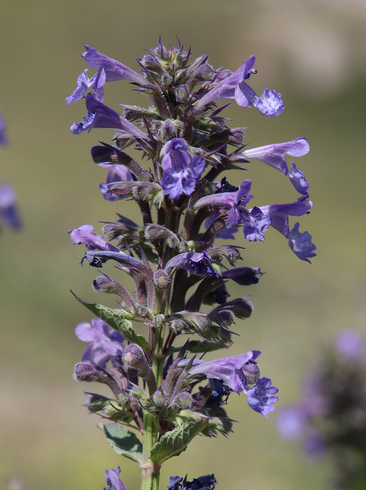 Изображение особи Nepeta grandiflora.