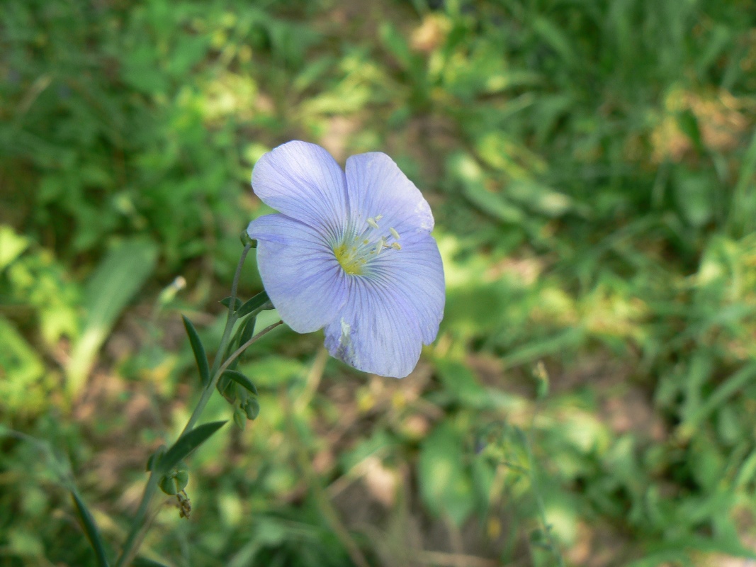 Image of Linum amurense specimen.