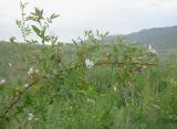 Rosa beggeriana. Цветущее растение. Юго-восточный Казахстан, долина р. Шарын. 20 августа 2007 г.