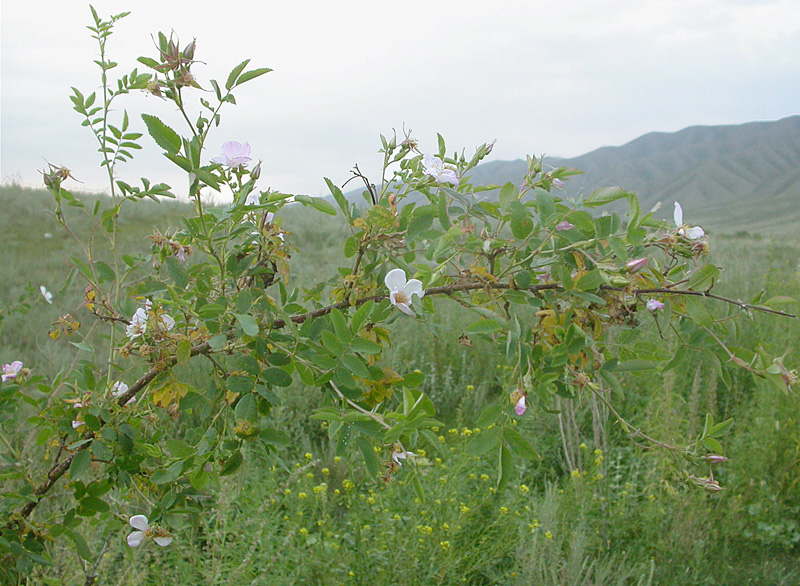 Image of Rosa beggeriana specimen.