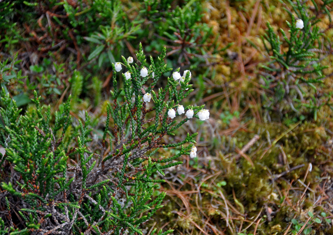 Изображение особи Cassiope redowskii.